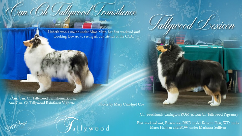 Tanellyll Collies / Tallywood Collies -- CAN CH Tallywood Transilience and Tallywood Lexicon