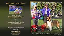 Foremost Collies -- Foremost Water Lily