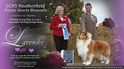 GCHS Heatherfield Purple Hearts Blumatra 
