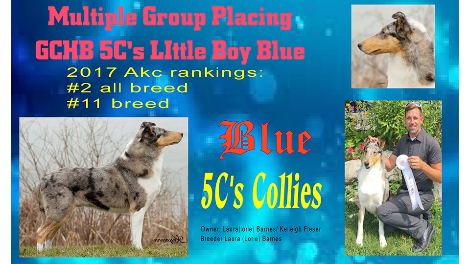 5C's Collies -- GCHB 5C's Little Boy Blue