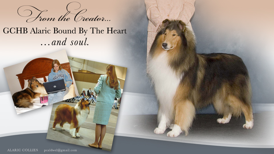 Alaric Collies -- In memory of GCHB Alaric Bound By The Heart