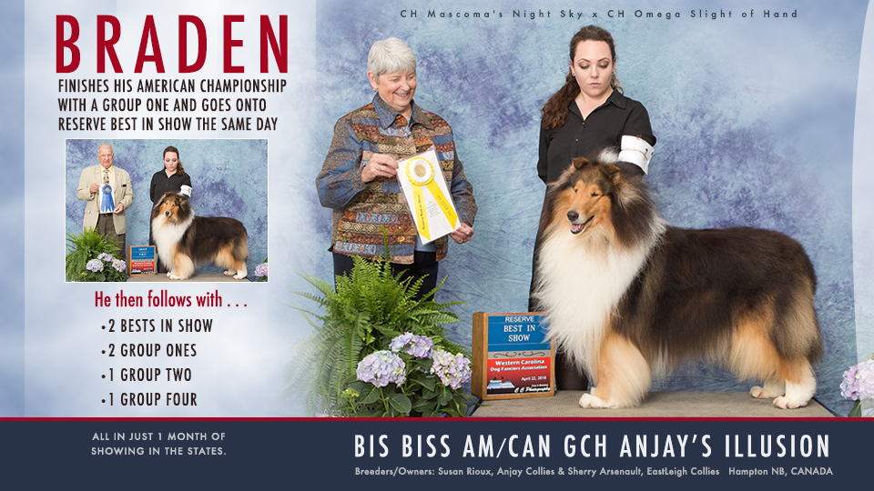 Anjay Collies / Eastleigh Collies -- AM/CAN CH GCH Anjay's Illusion
