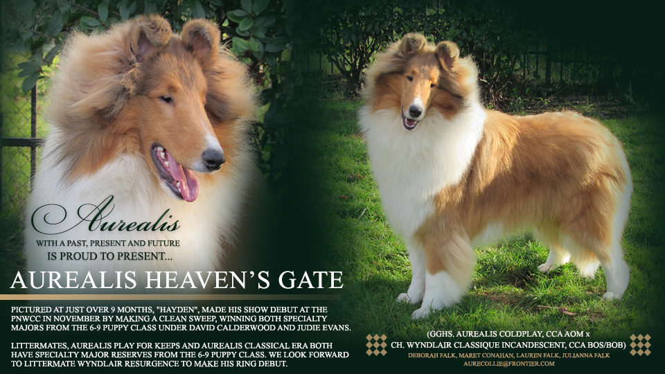 Aurealis Collies -- Aurealis Heaven's Gate