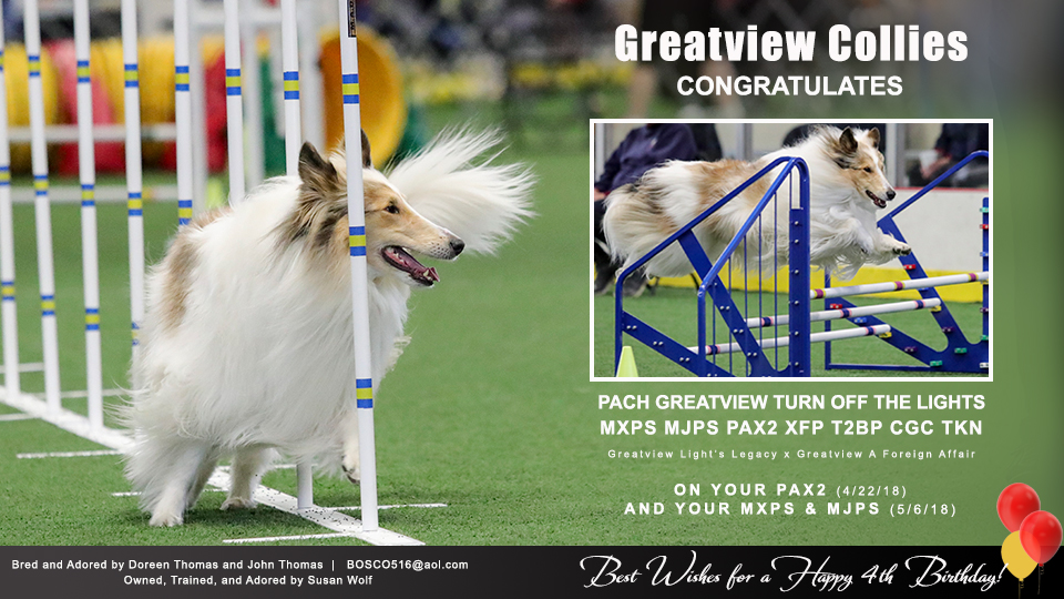 Greatview Collies -- PACH Greatview Turn Off The Lights MXPS MJPS PAX2 XFP T2P CGC TKN