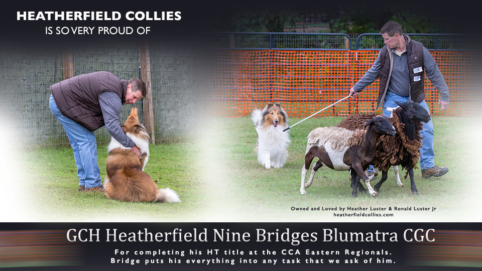 Heatherfield Collies -- GCH Heatherfield Nine Bridges Blumatra CGC