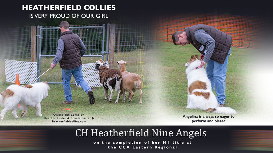Heatherfield Collies -- CH Heatherfield Nine Angels