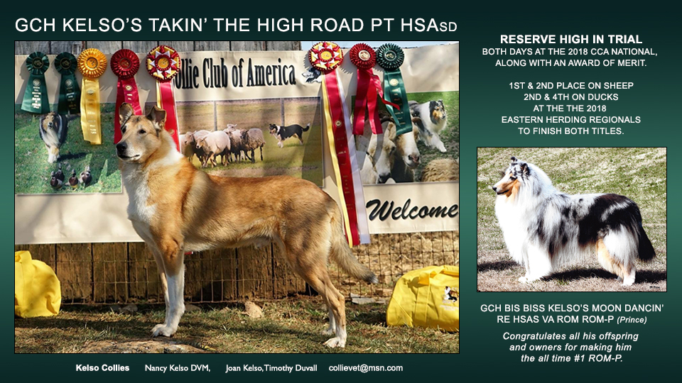 Kelso Collies -- GCH Kelso's Takin' The High Road PT HSAsd