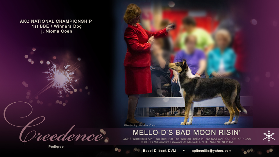 Mello-D Collies -- Mello-D's Bad Moon Risin'