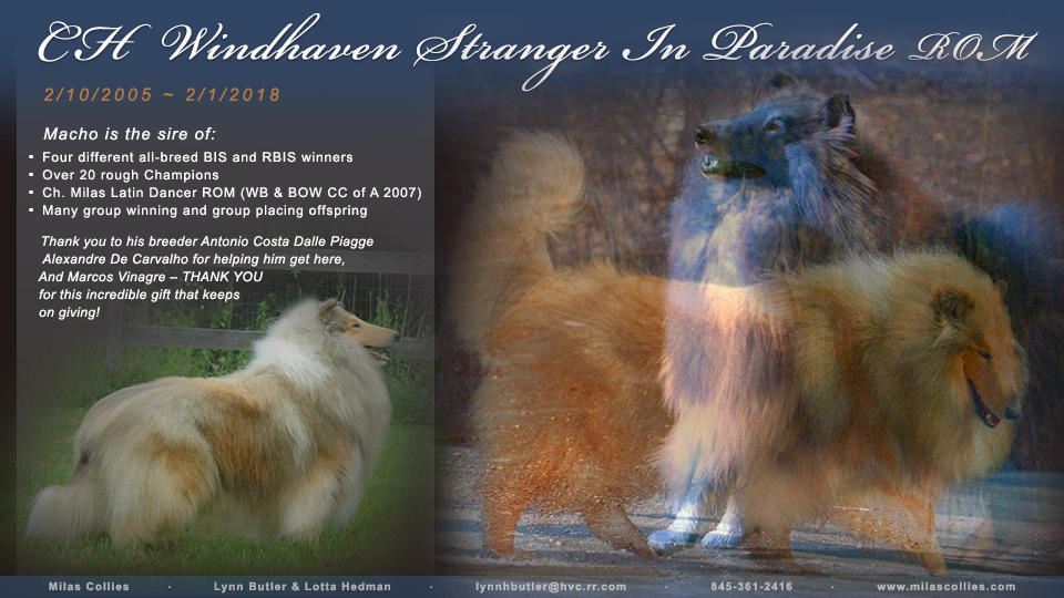 Milas Collies -- In memory of CH Windhaven Stranger In Paradise 