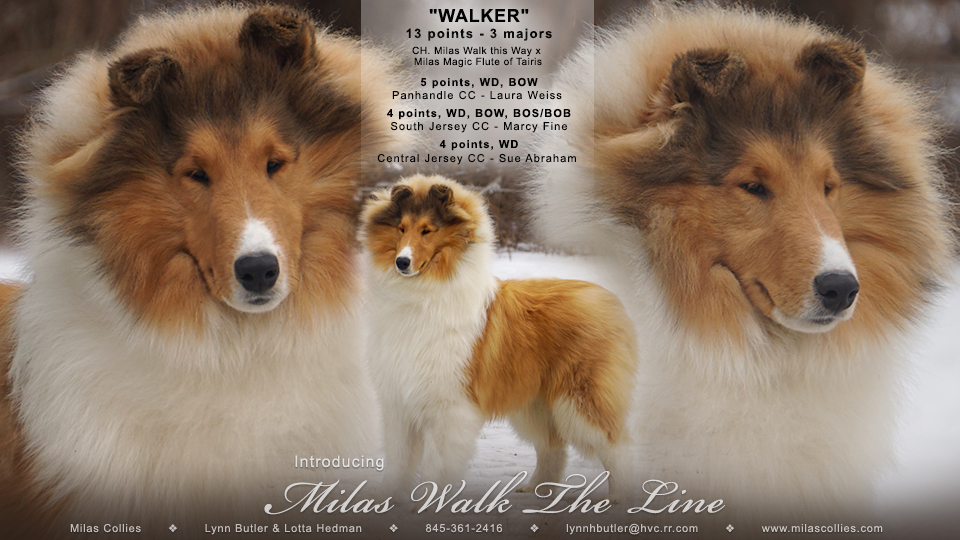 Milas Collies -- Milas Walk The Line
