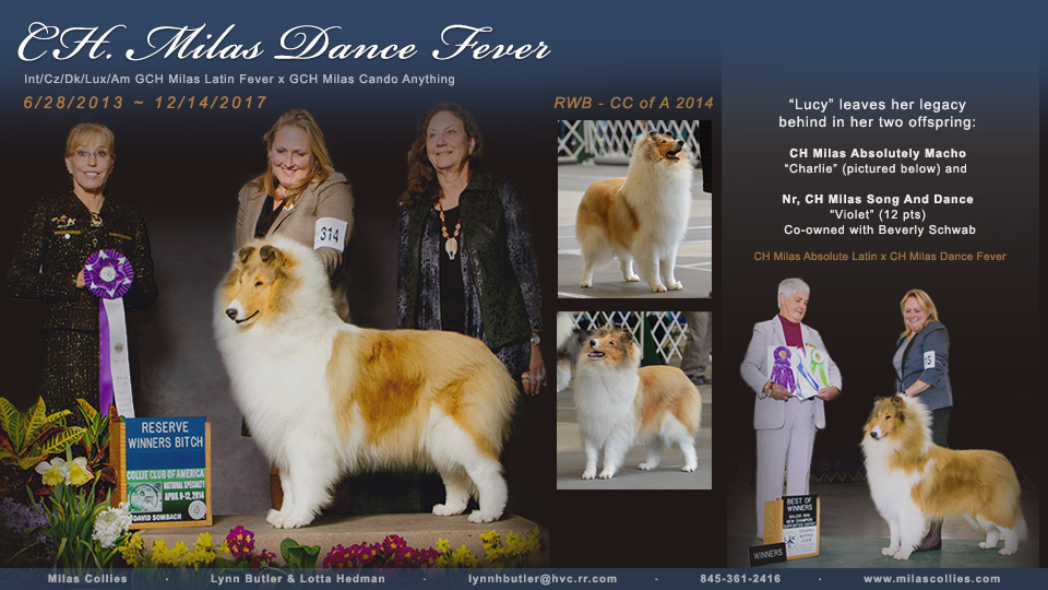 Milas Collies -- In memory of CH Milas Dance Fever