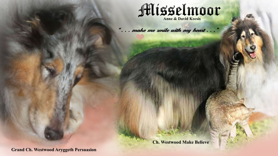 Misselmoor Collies -- GCH Westwood Aryggeth Persuaion and CH Westwood Make Believe