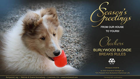 Burlywood Collies -- Burlywood Blonde Breaks Rules