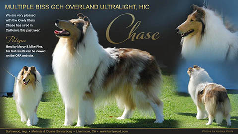 Burlywood Collies -- GCH Overland Ultralight, HIC