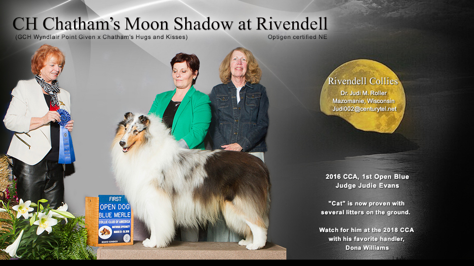 Rivendell Collies -- CH Chatham's Moon Shadow At Rivendell 