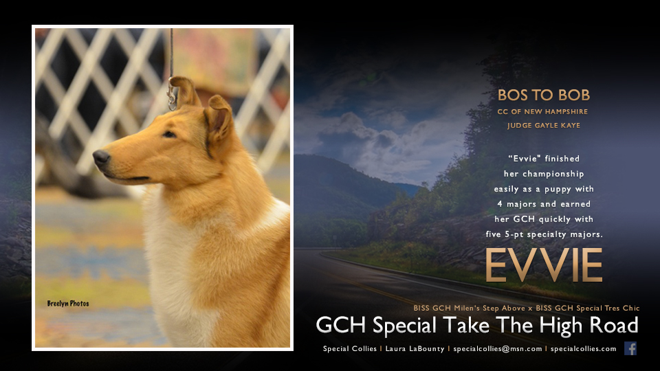 Special Collies -- GCH Special Take The High Road