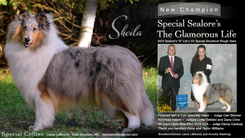 Special Collies -- CH Special Sealore's The Glamorous Life