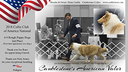 Caublestone Collies -- Caublestone's American Valor