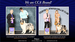Chatham Collies -- Chatham's The Powder Blue Playboy / Chatham's Sparkles On Snow