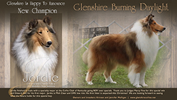 Glenshire Collies -- CH Glenshire Burning Daylight