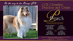 Glenshire Collies -- GCH Glenshire Peaches And Cream