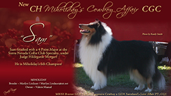 MiHoliday Collies -- CH MiHoliday's Cowboy Affair CGC