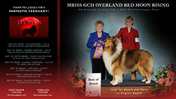 Misty Manor Collies / Overland Collies -- CH Overland Red Moon Rising