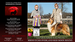 Misty Manor Collies / Overland Collies -- GCHB Overland Red Moon Rising