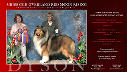 Misty Manor Collies / Overland Collies -- CH Overland Red Moon Rising