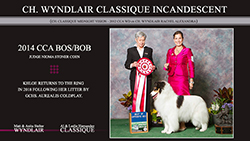 Wyndlair Collies / Classique Collies -- CH Wyndlair Classique Incandescent