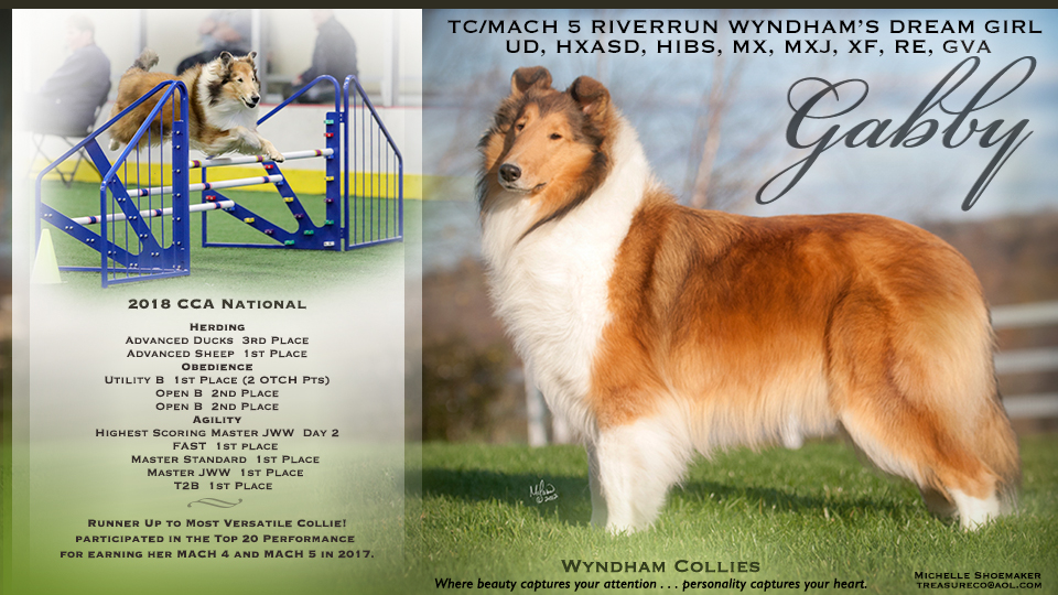 Wyndham Collies -- TC/MACH 5 Riverrun Wyndham’s Dream Girl UD, HXAsd, HIBs, MX, MXJ, XF, RE, GVA