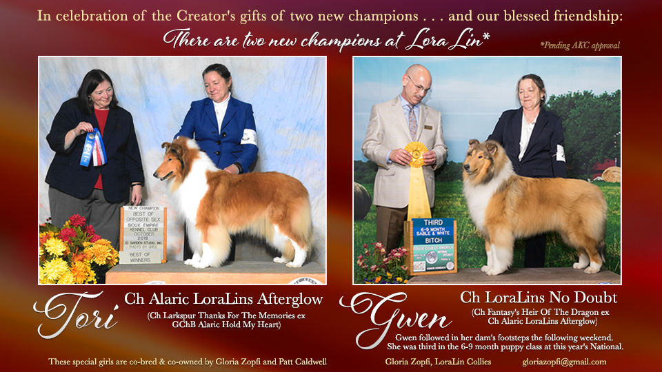 LoraLin Collies / Alaric Collies -- CH Alaric LoraLins Afterglow and CH LoraLins No Doubt