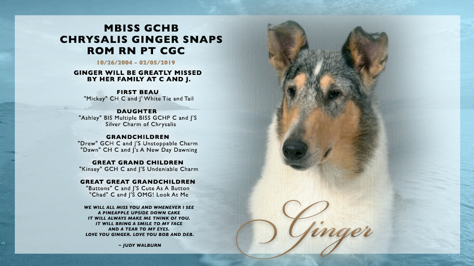 C And J Collies -- In loving memory of GCHB Chrysalis Ginger Snaps, ROM RN PT CGC