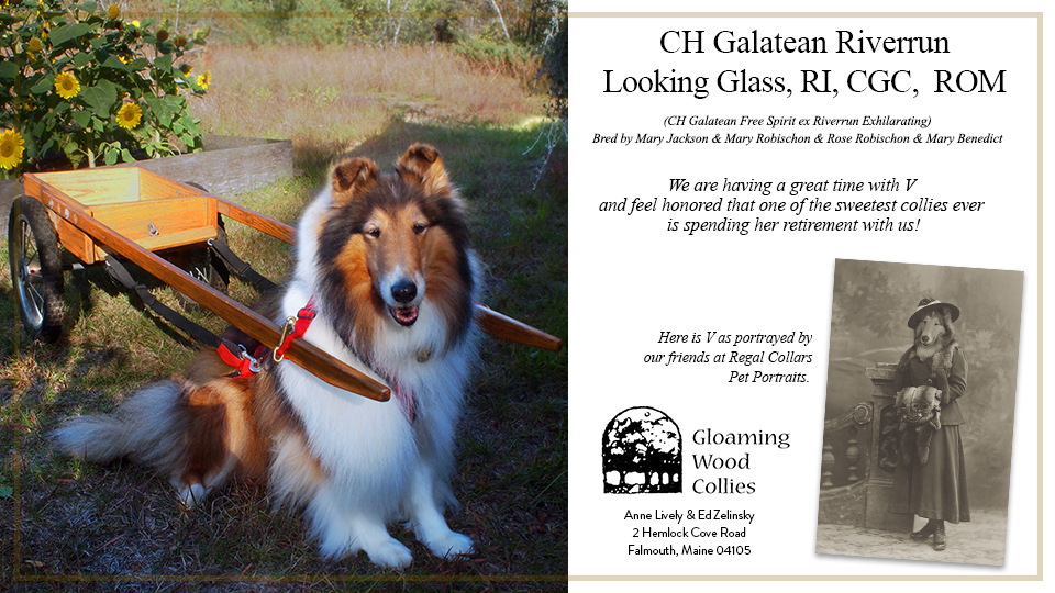 Gloaming Wood Collies -- CH Galatean Riverrun Looking Glass, RI CGC ROM