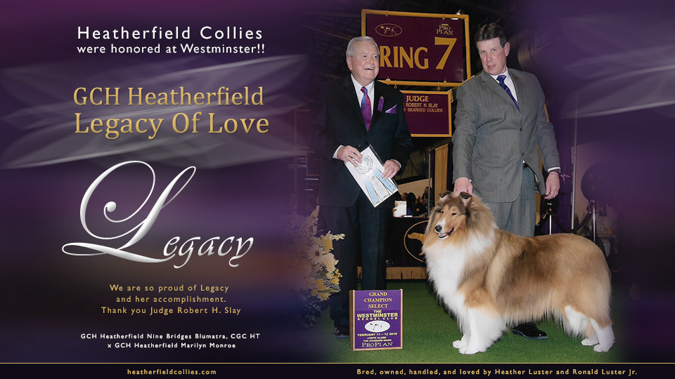 Heatherfield Collies -- GCH Heatherfield Legacy Of Love