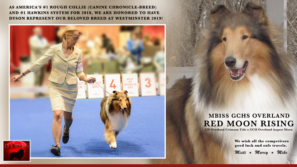 Misty Manor Collies / Overland Collies -- GCHS Overland Red Moon Rising