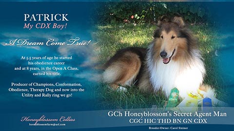 Honeyblossom Collies -- GCH Honeyblossom's Secret Agent Man CDX BN GN HIC THD CGC