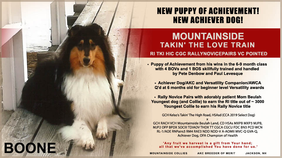 Mountainside Collies -- Mountainside Takin' The Love Train, RI TI HIC CGC 