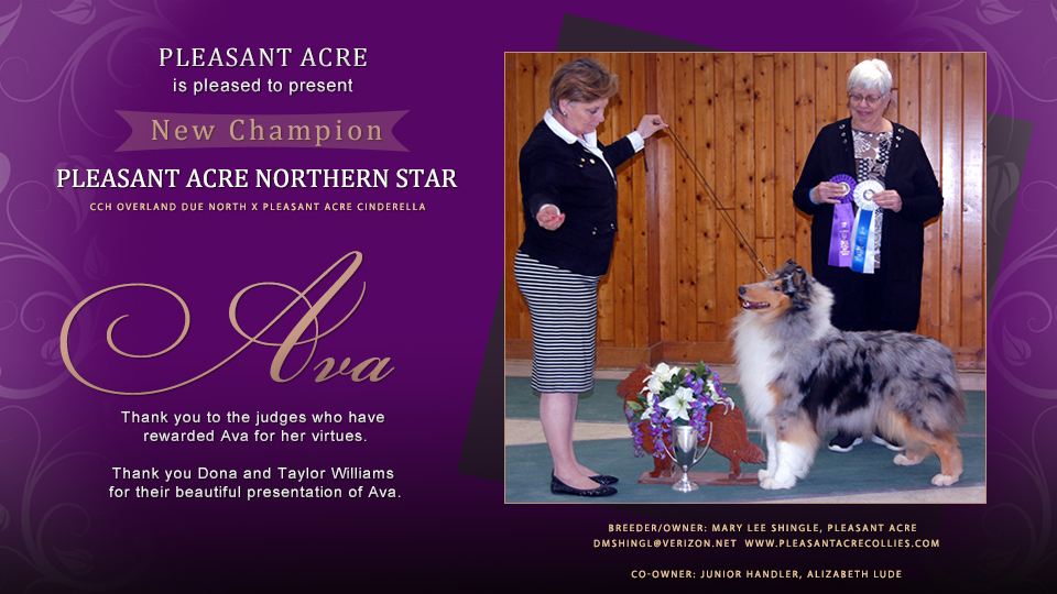 Pleasant Acre Collies -- CH Pleasant Acre Northern Star