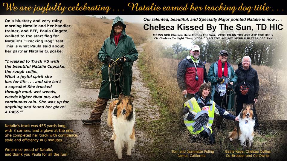 Tom and Jeannette Poling / Gayle Kaye, Chelsea Collies -- Chelsea Kissed By The Sun, TD HIC