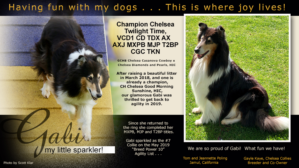 Tom and Jeannette Poling / Gayle Kaye, Chelsea Collies -- CH Chelsea Twilight Time, VCD1 CD TDX  AX AXJ MXPB MJP T2BP CGC TKN