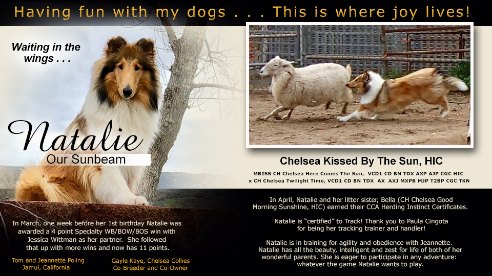 Tom and Jeannette Poling / Gayle Kaye, Chelsea Collies -- Chelsea Kissed By The Sun, HIC