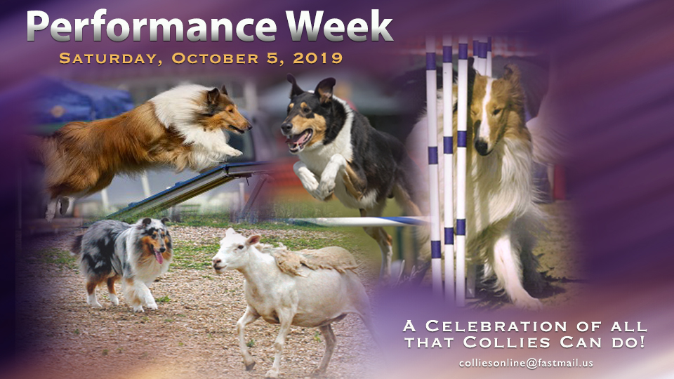Performance Week 2019 -- A Celebration Of All That Collies Can Do!
