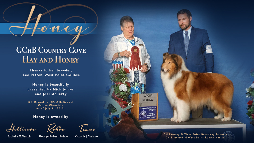 Hollicove Collies / Rhode Collies / Tiamo Collies -- GCHB Country Cove Hay And Honey