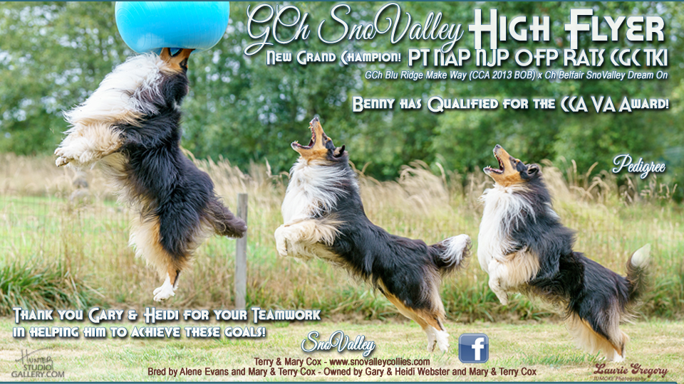 SnoValley Collies -- GCH SnoValley High Flyer PT NAP NJP OFP RATS CGC TKI