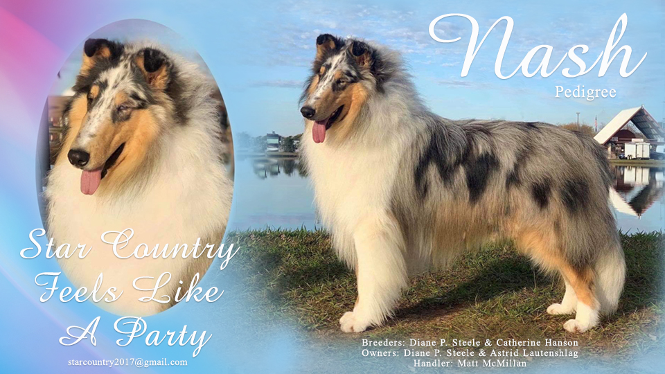 Star Country Collies -- Star Country Feels Like A Party