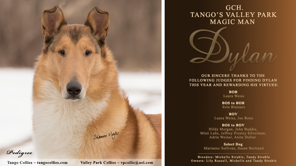 Tango Collies / Valley Park Collies -- GCH Tango's Valley Park Magic Man