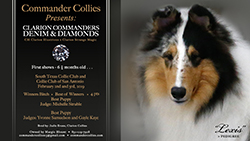 Commander Collies -- Clarion Commanders Denim & Diamonds