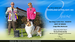 Burlywood Collies -- GCH Overland Ultralight, HIC