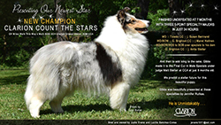 Clarion Collies -- CH Clarion Count The Stars 